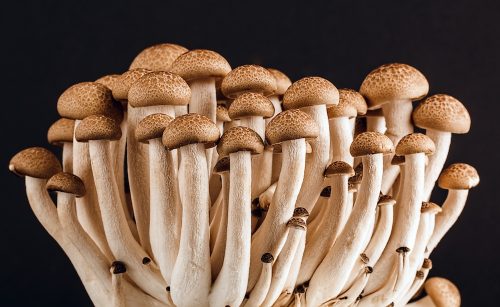 10 FUN FACTS about Mushrooms you didn't know about! | Antico Restaurants