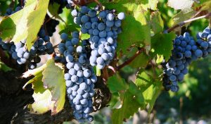 negroamaro grape cone
