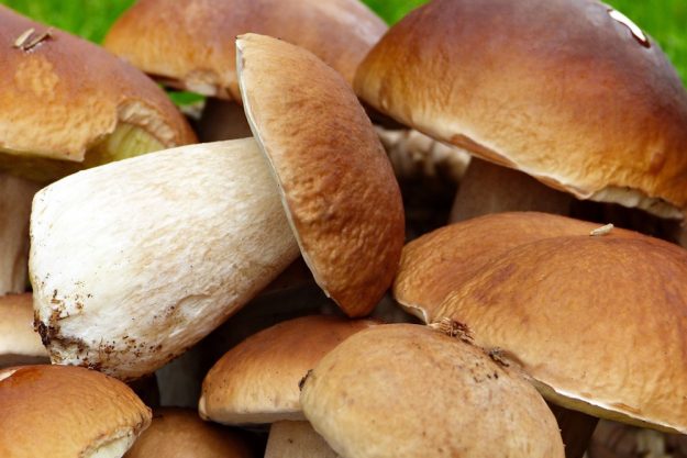 porcini-mushrooms-4459379_960_720